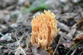 Ramaria formosa