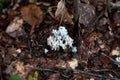 Ramaria pallida coral mushroom in wood