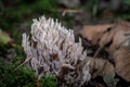 Ramaria pallida mushroom. Toxic Ramaria Mairei Donk