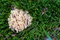 Ramaria pallida white mushroom in the forest coming out of the moss green background