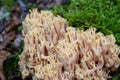 Ramaria pallida white mushroom in the forest coming out of the moss green background