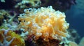 Ramaria sppmushroom coral on softly colored background creating a serene display