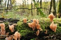 Ramaria stricta