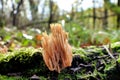 Ramaria stricta Royalty Free Stock Photo