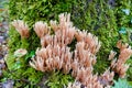 Ramaria stricta Royalty Free Stock Photo
