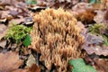 Ramaria stricta Royalty Free Stock Photo