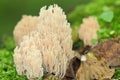 Ramaria stricta Royalty Free Stock Photo