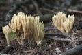 Ramaria stricta Royalty Free Stock Photo