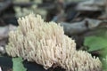 Ramaria stricta Royalty Free Stock Photo