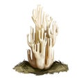 Ramaria stricta or strict branch coral mushroom closeup digital art illustration. Boletus has white or cream fruit body. Terminal