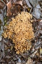 Ramaria stricta toxic poisonous mushroom