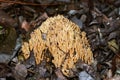 Ramaria stricta toxic poisonous mushroom