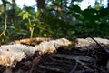 Ramariopsis kunzei mushroom growing in line in the rain forest in Bonito, Brazil. Royalty Free Stock Photo