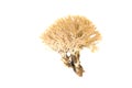 Ramariopsis kunzei white coran mushrooms Royalty Free Stock Photo