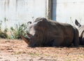 The Rhinoceros Rhinocerotidae rest in the sun after eating in Safari park Ramat Gan, Israel Royalty Free Stock Photo