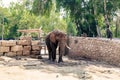 Asiam elephant in the Safari Park Royalty Free Stock Photo