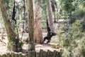RAMAT GAN, ISRAEL - SEPTEMBER 25, 2017: These are primates Gibbons playing in Safari Park