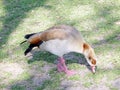 Ramat Gan Park Long Legged Duck 2008