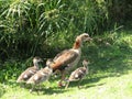 Ramat Gan Park Mother Duck and ducklings 2007