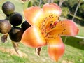 Ramat Gan Wolfson Park Bombax Ceiba buds and flower 2011
