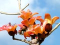 Ramat Gan Wolfson Park the Bombax ceiba tree 2011