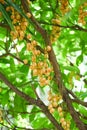 Rambeh fruit hang on the rambeh tree tropical fruit in Thailand, Fresh  ripe Rambi in the summer Royalty Free Stock Photo