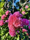 Rambler Pink single Bloom rose Dorothy Perkins in the garden June