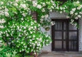 Rambler rose bush at a house front door Royalty Free Stock Photo