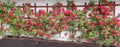 Rambler rose espalier with red roses