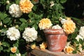 Rambler roses with old flower pot Royalty Free Stock Photo