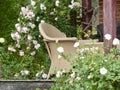Rambling rose in full flower around cane chair