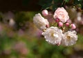 Rambling roses pale pink and white Royalty Free Stock Photo