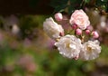 Rambling roses pale pink and white