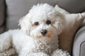 Rambunctious Adorable bichon dog. Generate Ai Royalty Free Stock Photo