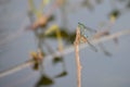 Rambur& x27;s Forktail Mating Royalty Free Stock Photo