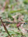 Rambur's forktail, a member of the damselfly Royalty Free Stock Photo