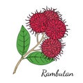 Rambutan bunch Nephelium lappaceum. Tropical exotic fruit. Hand draw sketch. Royalty Free Stock Photo