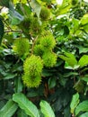 Rambutan fruit with its leaf