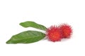 Rambutan fruit