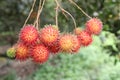 Rambutan Royalty Free Stock Photo