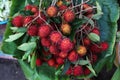 Rambutan fruit bunch on the fruit market in Asia Royalty Free Stock Photo