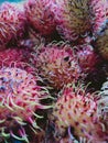 The rambutan fruit is covered by a skin that has & x22;hair& x22; on the outside & x28;exocarp& x29;. Royalty Free Stock Photo