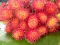 Rambutan fruit