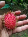 Rambutan fruit fresh - tropicalfruit - red -