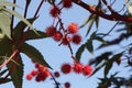 Rambutan fruit growing on tree - Nephelium lappaceum. Royalty Free Stock Photo