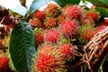 Rambutan fruit market in Thailand Royalty Free Stock Photo