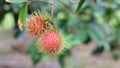 Rambutan fruit on tree, tropical fruit in Asia