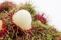 Rambutan fruit tropical close up sweet red Thai concept Royalty Free Stock Photo