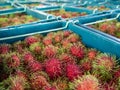 Rambutan fruits in blue bins