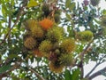 Rambutan fruits or Nephelium lappaceum on tree. a tropical fruit Royalty Free Stock Photo